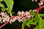 Japanese knotweed